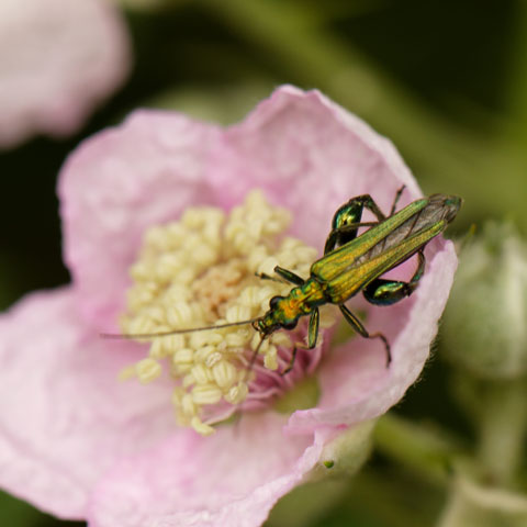 M-N Caron 'L'heure du goûter''
